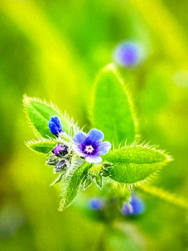 Wildflowers, forest paths, and a quiet morning outside
