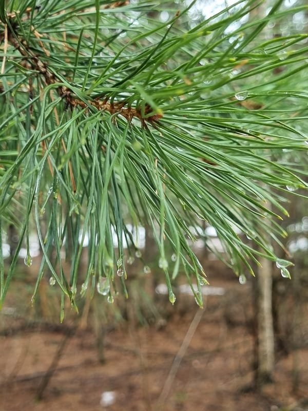 Morning dew forms on pine needles in Kemul, Russia