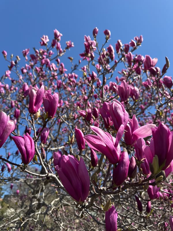 Woman photographs cherry blossoms in New York park