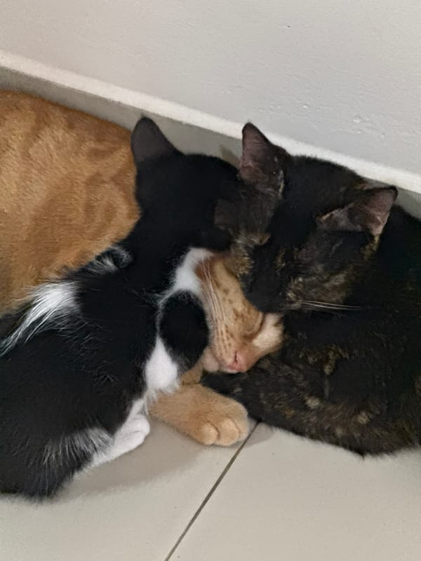 Four cats huddle together on indoor floor in Denpasar