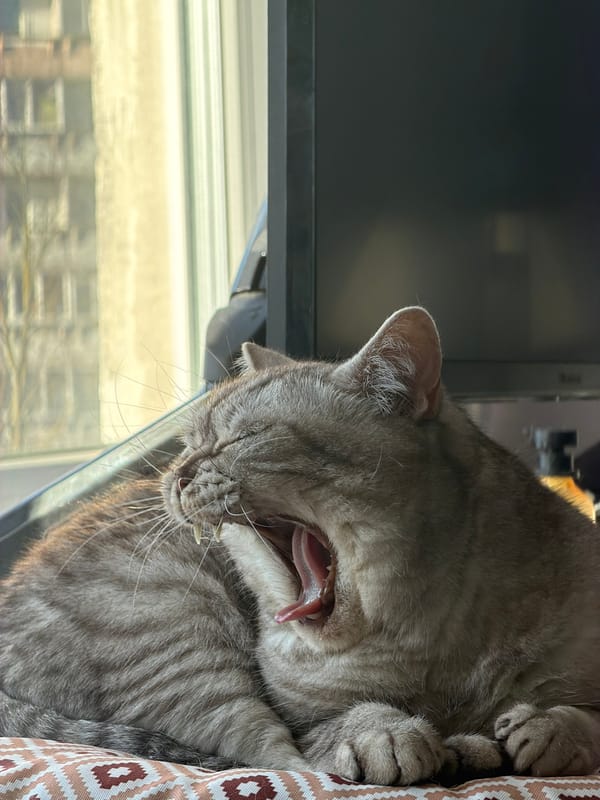 Cat caught yawning indoors in Riga