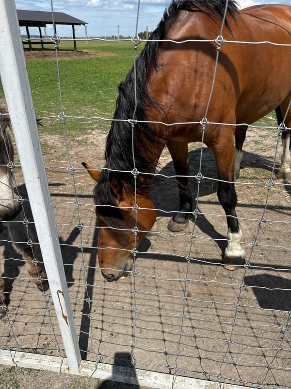 Feeding horses, donkeys, and goats through a fence in Kostiantynivka