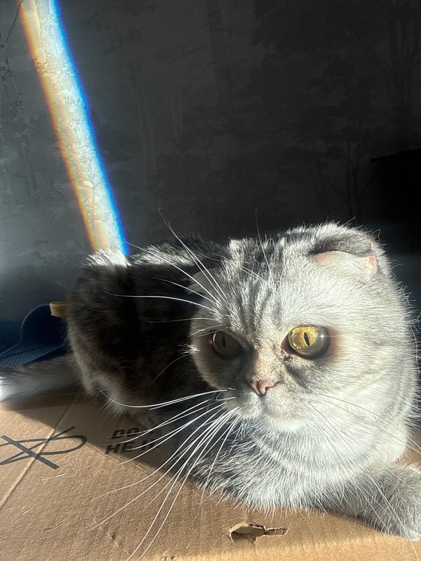 Gray folded-ear cat photographed in cardboard box, Saint Petersburg