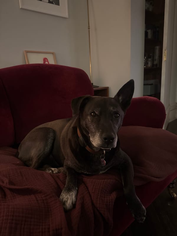 Dog sleeps peacefully in red armchair at New York home