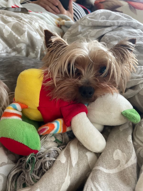 Yorkshire Terrier relaxes with plush toy on bed in Burgas