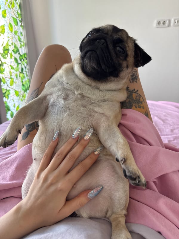 Lazy morning in bed with two pugs and a puppy