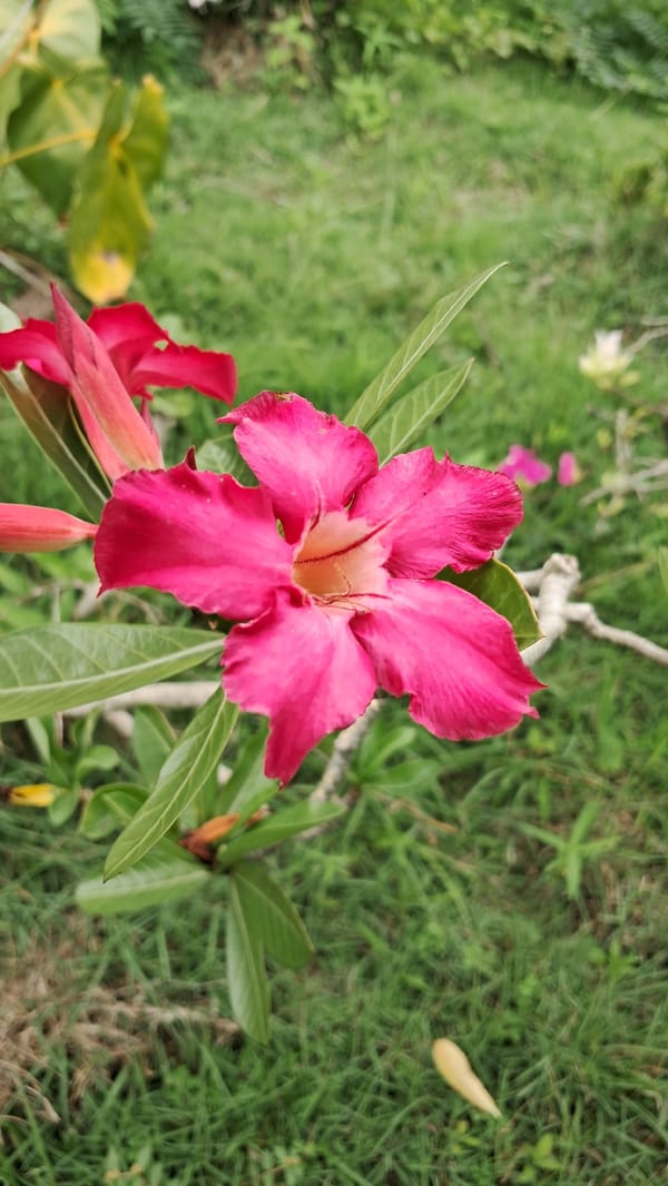 Morning snapshots capture flowers and cafe life in Lhokseumawe