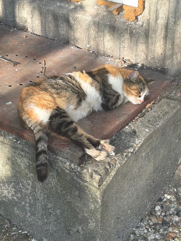 Calico cat rests on metal grate in Pleven, Bulgaria