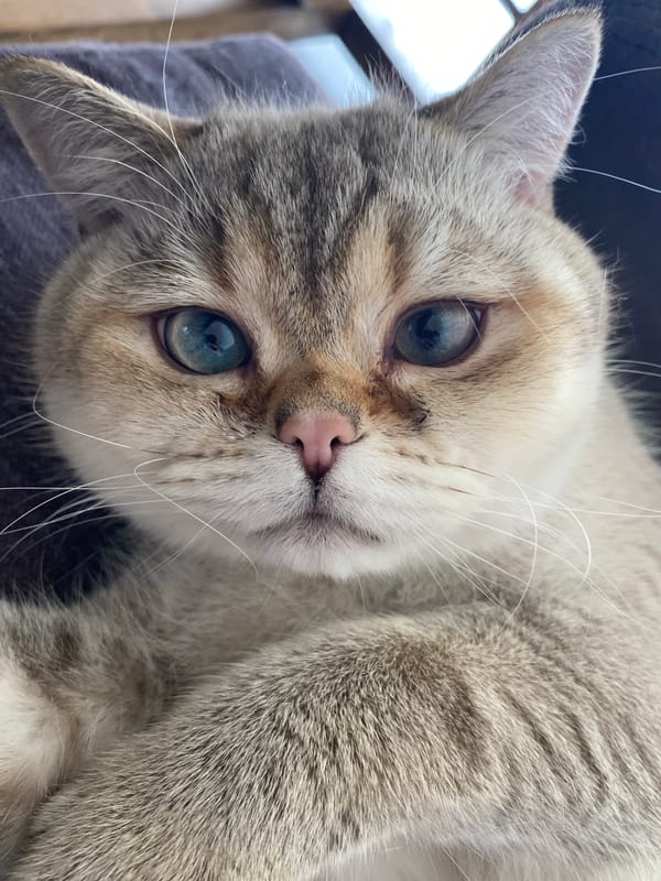 Blue-eyed tabby cat rests on chair in Mexican home