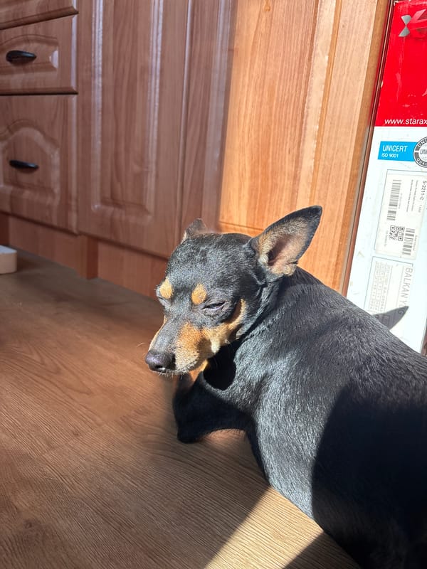 Miniature Pinscher sleeps beside delivery boxes in Bulgarian home
