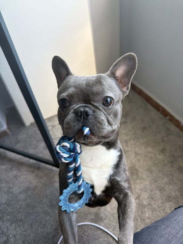 French Bulldog playtime and street scenes in Ruse