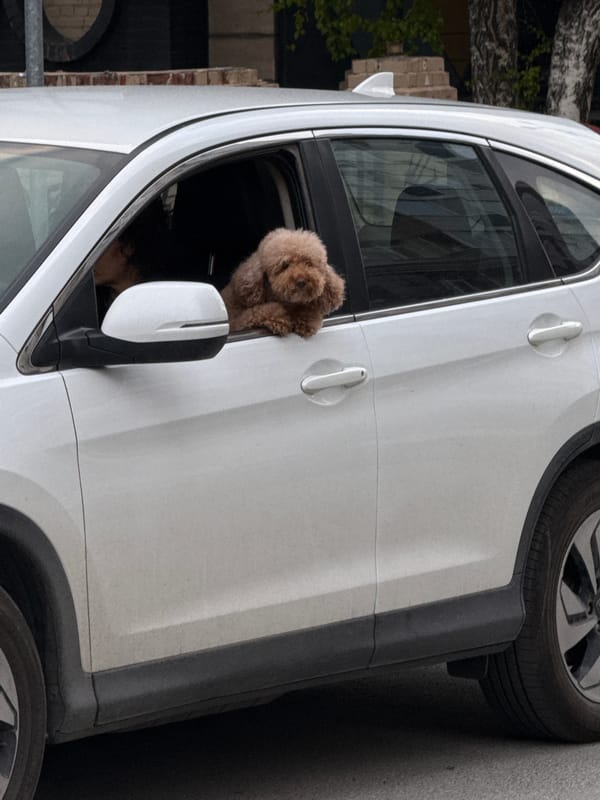 Brown poodle spotted looking out white car window