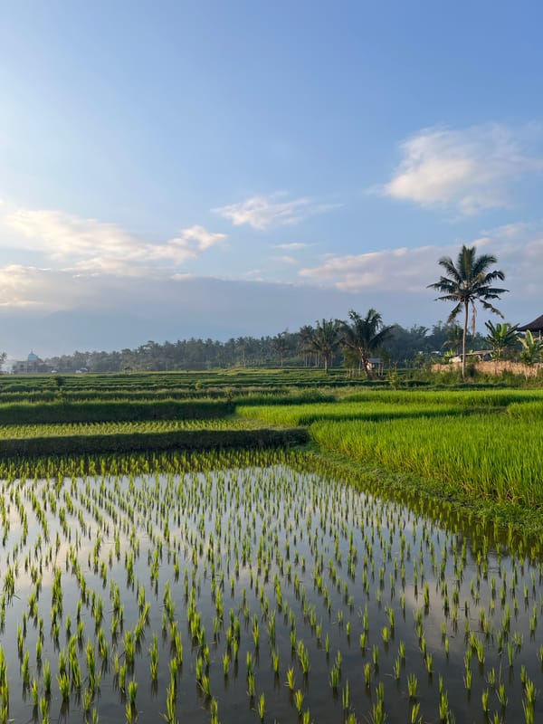 Rice paddies and roadside moments in rural Lombok