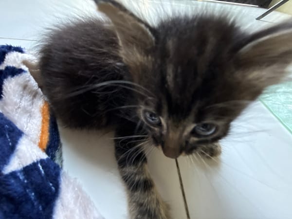 Kitten spotted on tiles in North Kuta home