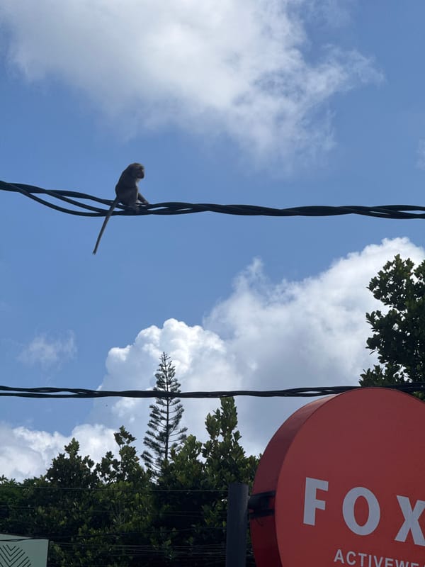 Monkey spotted on power lines near cafes and shops