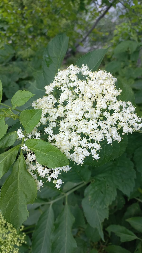A summer morning of flowers, foliage, and outdoor wandering