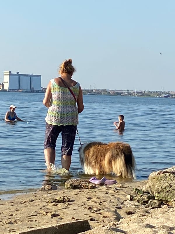 Dog walking and swimming at a sunny shoreline