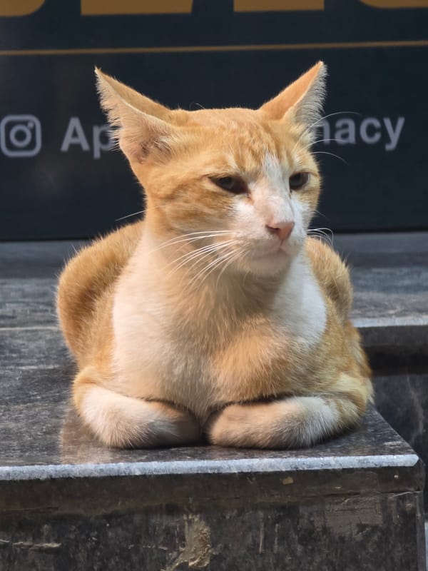 Cat rests on Mumbai storefront ledge during evening hours