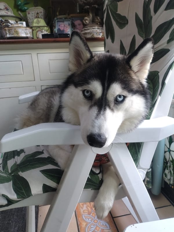 Husky relaxing and heart-shaped cake display in Luxembourg
