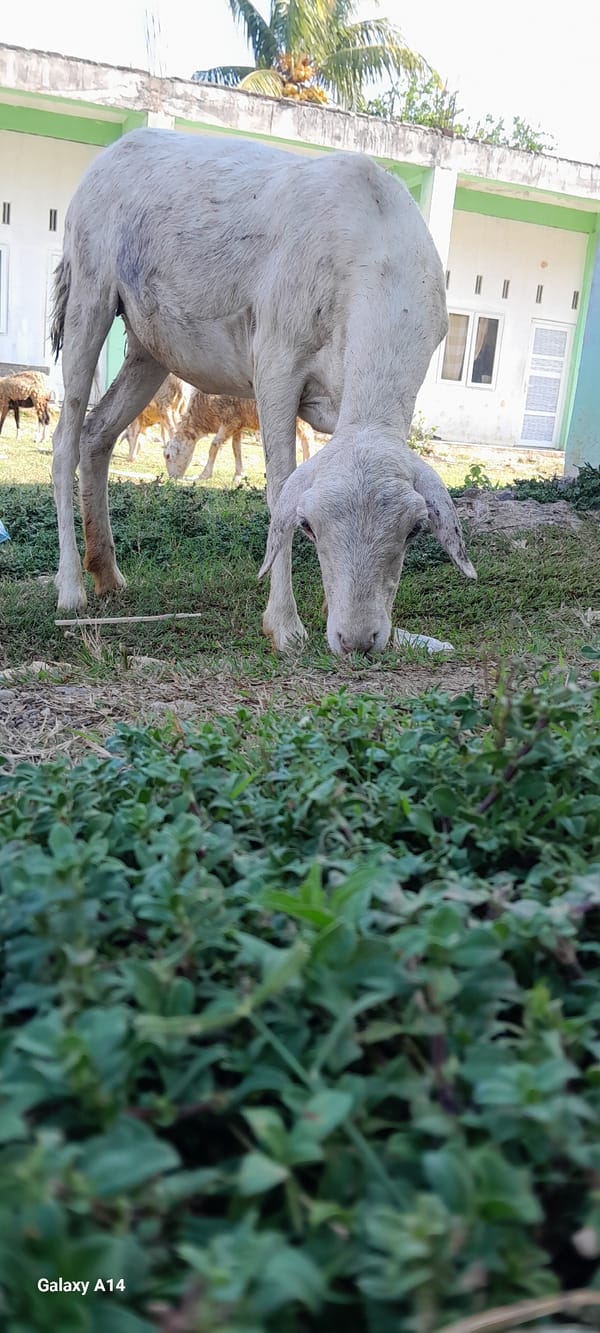 Goats, sheep, and a stray cat around a Tanjong compound