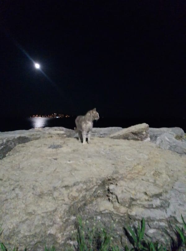 Full moon over the Bosphorus, cats on the Kadıköy waterfront