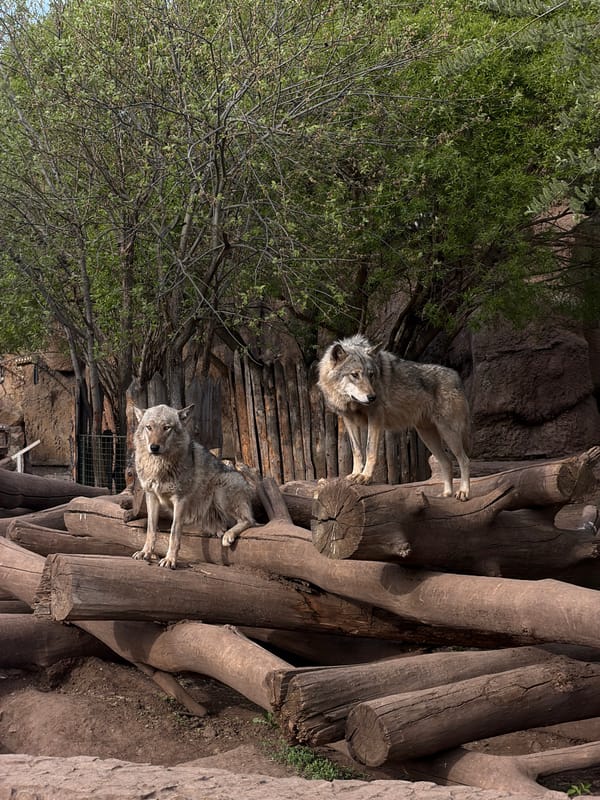 Gray wolves rest on log platform in Izhevsk