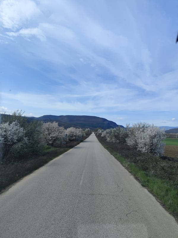 Spring blooms frame rural road near Kotlari, Bulgaria