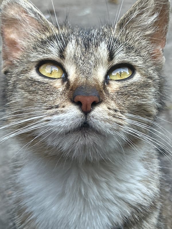 Backyard kittens, kibble, and a kiddie pool going up in Prokhladny