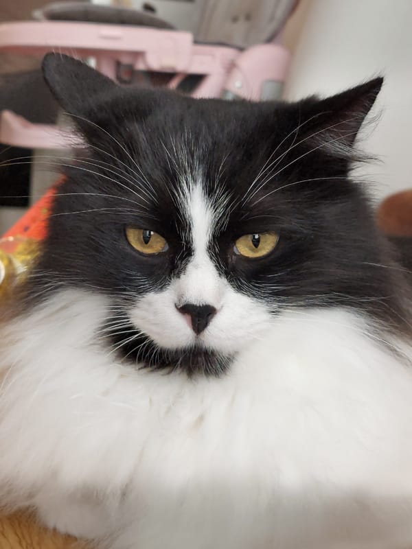 Black and white cat at home in Plovdiv, June morning