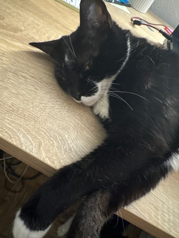Black and white cat claims a desk in Castelo Branco
