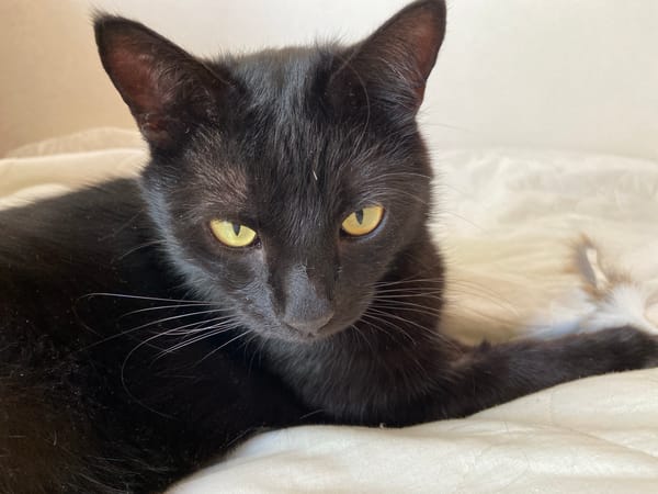 Black cat plays with toy mouse on a white blanket