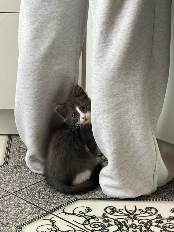 A new kitten arrives at a home in Kanevskaya, Russia