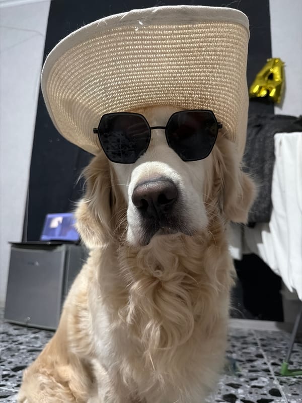 Golden Retriever Poses in Hat and Sunglasses in Tbilisi