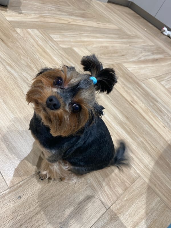 Yorkie with a blue topknot relaxing on a wooden floor in Sochi