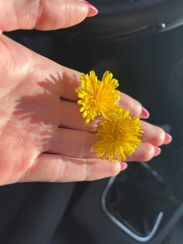 Person holds dandelions inside car in Pernik, Bulgaria