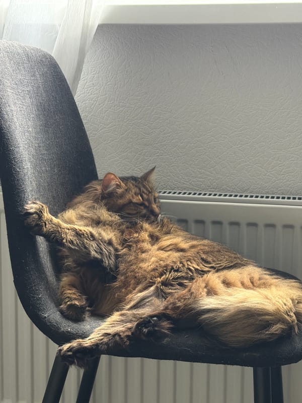 Lazy morning indoors with a tabby cat in Kyiv