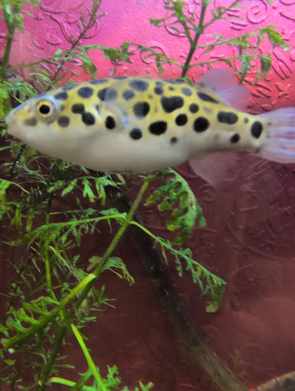 Pufferfish, ferns, and Saint Petersburg skies on a summer afternoon