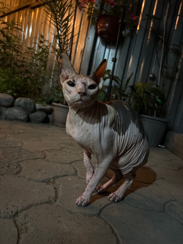 Almaty resident documents hour of domestic pet interactions