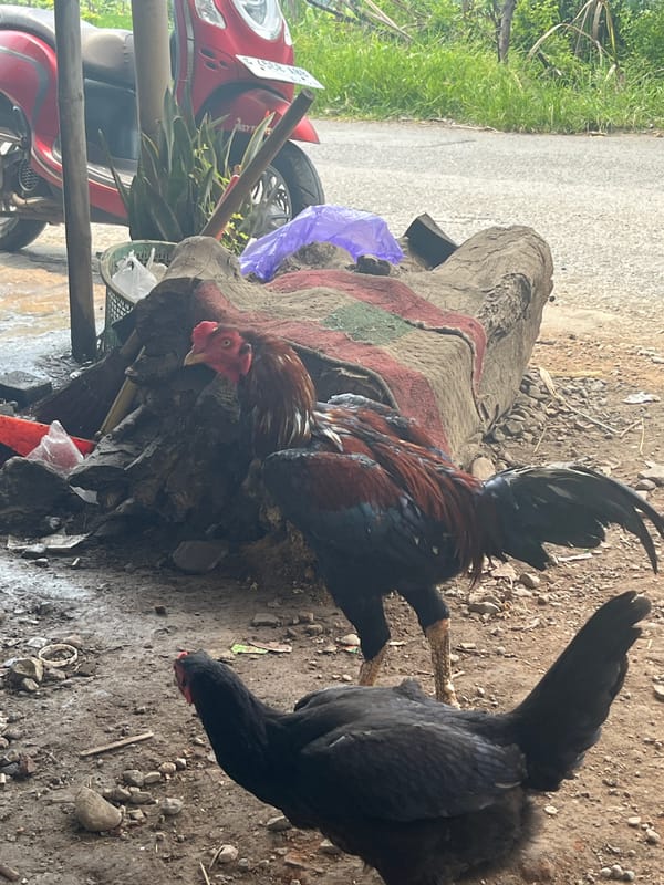 Early morning poultry activity observed in Curug, Indonesia