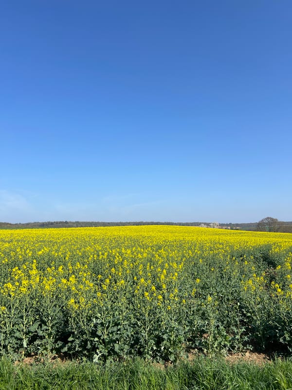 Yellow rapeseed field blooms under clear skies