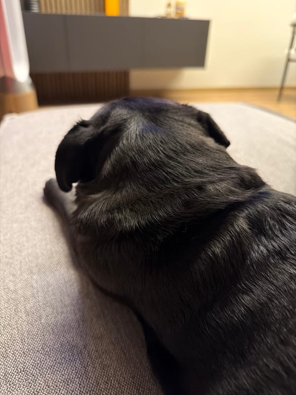 Black pug rests on couch in Sofia home
