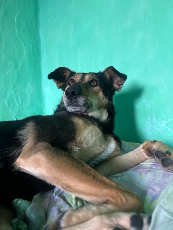 Pets rest peacefully in Russian home during morning hours