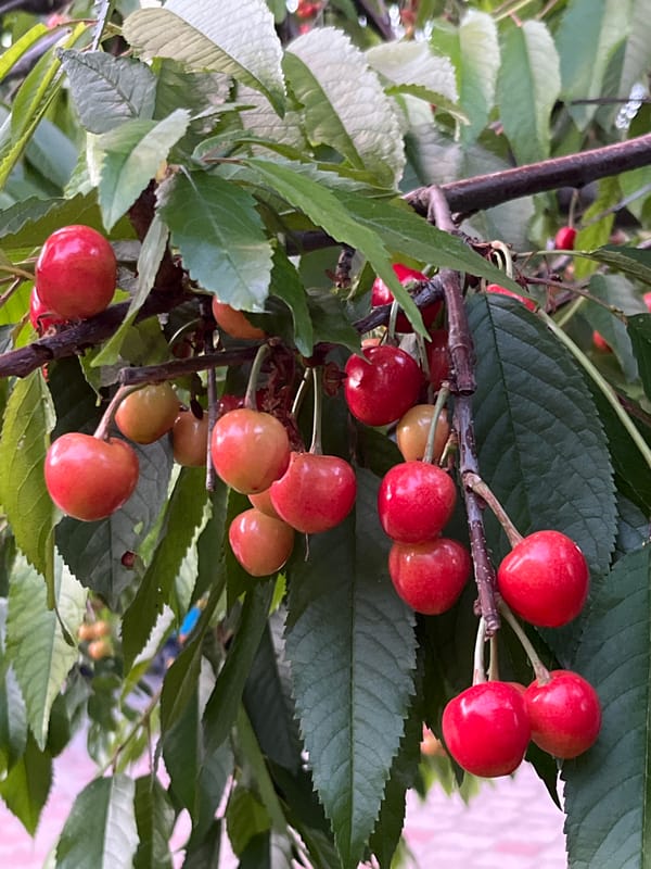 Cherries and orchids up close in Seredivka, Ukraine
