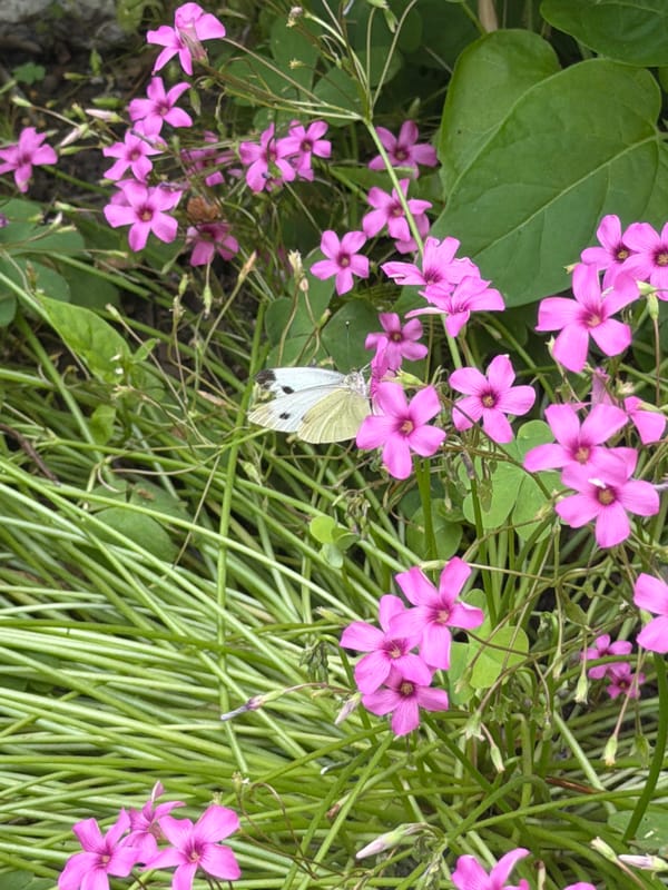 Morning walk through Burgas, nature and neighborhood details