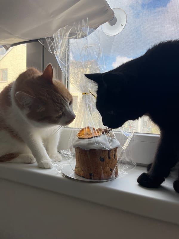 Cats investigate Easter cake on Novi Sad windowsill