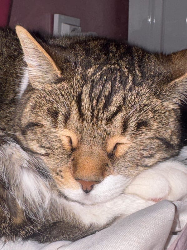 Tabby cat sleeping session with miscellaneous objects documented