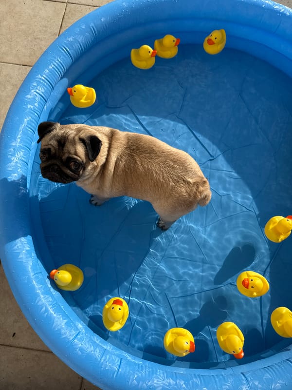Pug in pool, woman portrait documented same location