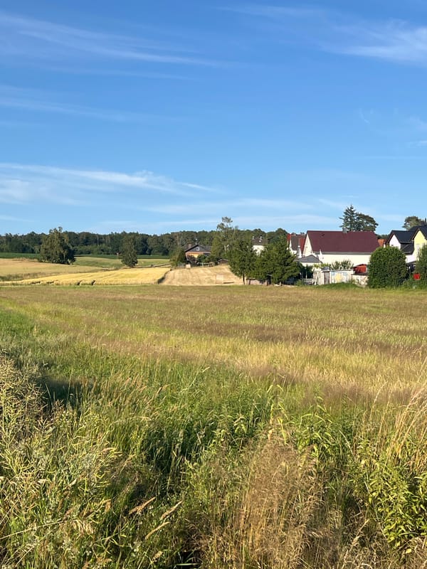 Dry summer fields under blue skies in Neustadt, Germany