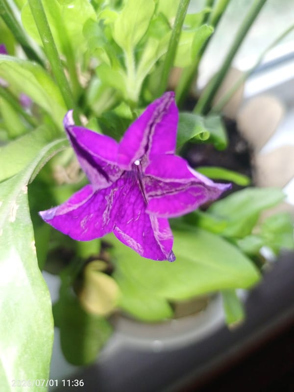 Dewy garden flowers in close-up, Жанай, Kazakhstan