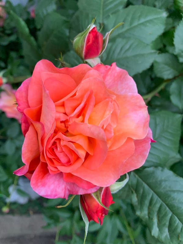 Garden roses bloom in peach and pink hues